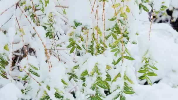 Salix Babylonica Also Called Babylon Willow Weeping Willow First Snow — Vídeo de stock