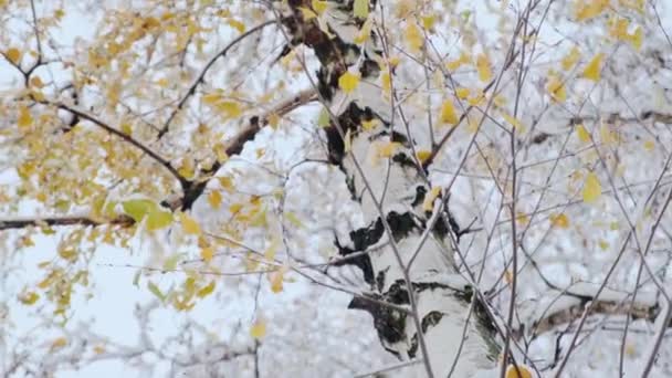 Bříza Žlutými Podzimními Listy Pokrytými Sněhem Kmen Břízy Větve Prvním — Stock video