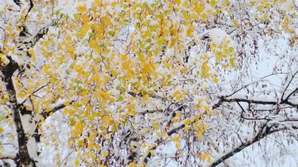 Berkenboom Met Gele Herfstbladeren Bedekt Met Sneeuw Berkenboomstam Takken Eerste — Stockvideo