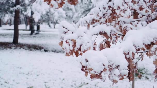 Dąb Pokryty Pierwszym Śniegiem Suche Liście Dębu Gałęzi Zimie Snowy — Wideo stockowe