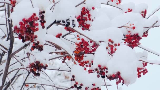 Karla Kaplı Rowan Ağacı Kışın Yeşil Yapraklı Bir Ağaç Dalında — Stok video