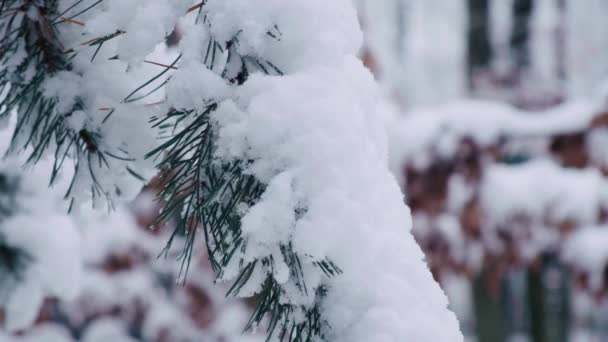 最初の雪で覆われた松の木 松林の中の冬 降雪後の針葉樹 — ストック動画