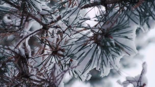 最初の雪で覆われた松の木 松林の中の冬 降雪後の針葉樹 — ストック動画