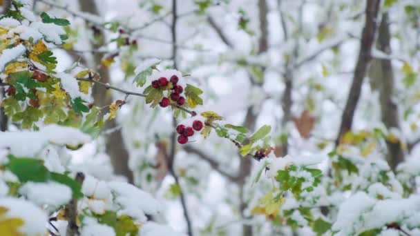 山楂树 红色浆果覆盖着第一场雪 五月树 白牡丹 五月花或山楂在冬季俗称山楂 山楂或山楂 — 图库视频影像