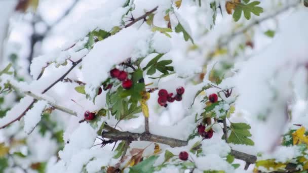 最初の雪で覆われた赤い果実を持つホーソンの木 一般的には 冬にはツツツツゲ クムツゲ 5月の木 ホワイトホーン メイフラワー タカベリーとして知られています — ストック動画
