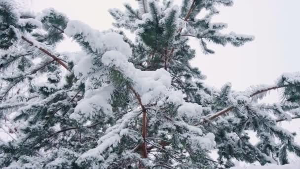 Сосна Покрытая Первым Снегом Зима Сосновом Лесу Хвойное Дерево После — стоковое видео
