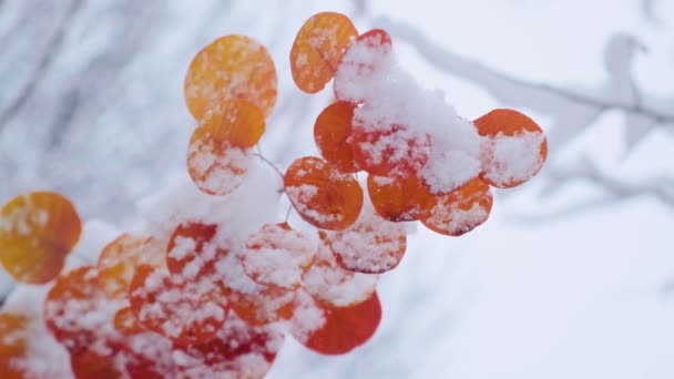 Aspen Tree Branch Red Leaves Covered First Snow Populus Tremula — Vídeo de stock