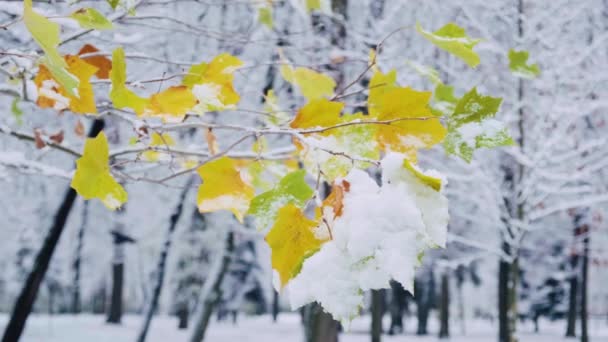 Giovane Acero Con Foglie Verdi Gialle Ricoperte Dalla Prima Neve — Video Stock