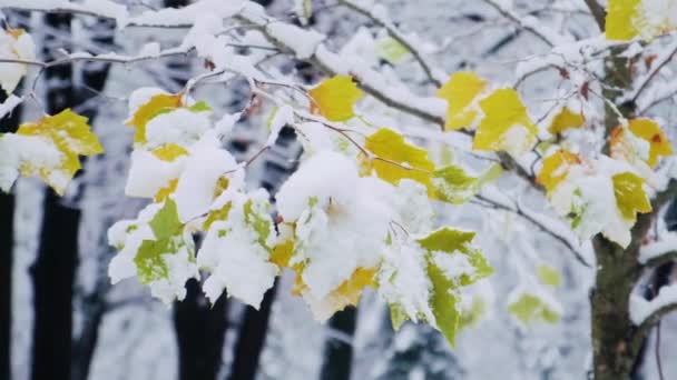 Νεαρό Σφενδάμι Πράσινα Και Κίτρινα Φύλλα Καλυμμένα Πρώτο Χιόνι Κλάδος — Αρχείο Βίντεο