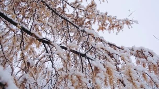 Larix Kaempferi Японская Лиственница Дерево Карамацу Покрытое Первым Снегом Зима — стоковое видео
