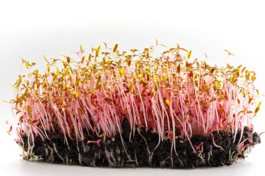 Amaranth microgreen close up. Red amarant shoots sprout from soil. Homegrown greenery. Healthy, dietary food concept.