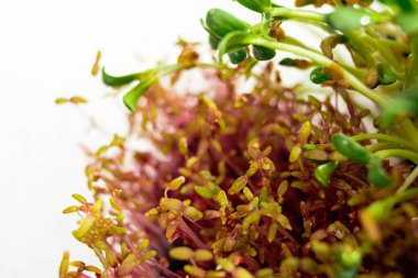 Amaranth ve Fenugreek mikroyeşili yakın çekim. Kırmızı amaranth ve çeçen otu toprak manzarasından filizlenir. Yeşillik. Sağlıklı, beslenme konsepti.