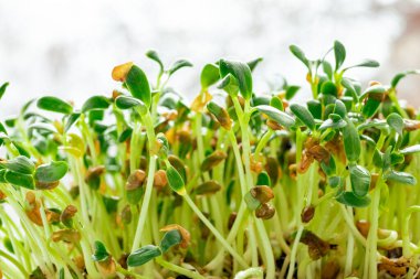 Foenum-graecum commonly called fenugreek microgreen close up. Fenugreek shoots  marco photo on white background. Homegrown greenery. Healthy, dietary food concept.