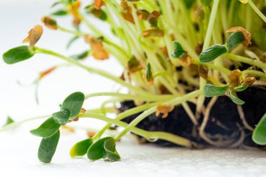Foenum-graecum commonly called fenugreek microgreen close up. Fenugreek shoots sprout from soil. Homegrown greenery. Healthy, dietary food concept.
