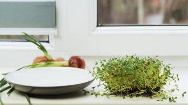 The process of sprouting Foenum-graecum commonly called fenugreek. Spraying fenugreek microgreen. Watering homegrown greenery