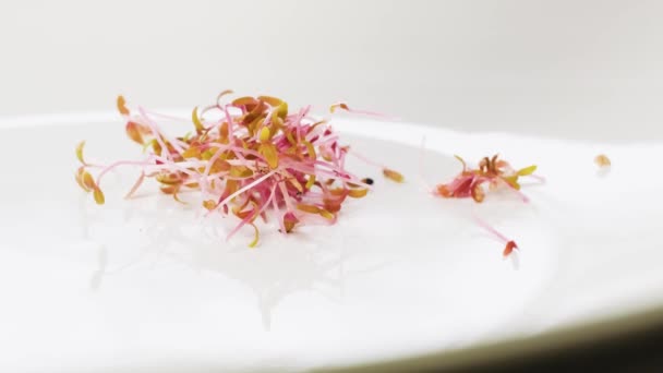 Red Amaranth Shoots Falling Plate Close Amaranth Microgreen Sprouts Healthy — Video