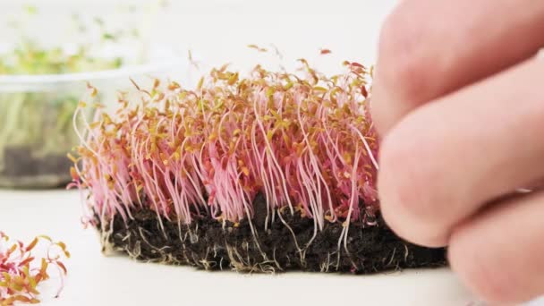 Harvesting Amaranth Microgreen Scissors Male Hands Cutting Red Amaranth Shoots — Video