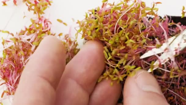 Збирання Амарантового Мікрозеленого Ножицями Чоловічі Руки Рубають Червоні Пагони Амарантів — стокове відео