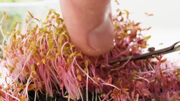 Harvesting Amaranth Microgreen Scissors Male Hands Cutting Red Amaranth Shoots — Αρχείο Βίντεο