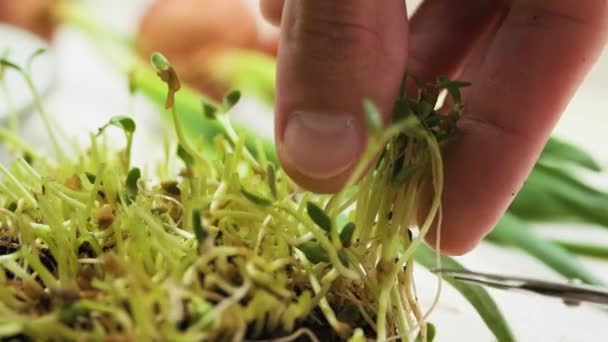 Harvesting Fenugreek Microgreen Scissors Male Hands Cutting Fenugreek Shoots Sprouted — Vídeos de Stock