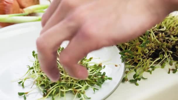 Harvesting Fenugreek Microgreen Scissors Male Hands Cutting Fenugreek Shoots Sprouted — Stock video