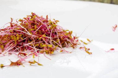 Heap of red amaranth microgreen shoots macro shot. Amaranth sprouts on the plate close up. Healthy food concept