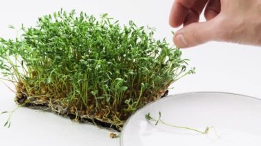 Harvesting lentils microgreen. Homegrown red lentil sprouts on white background. Male hands pluck mirco green shoots from the soil.