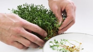 Harvesting lentils microgreen. Homegrown red lentil sprouts on white background. Male hands pluck mirco green shoots from the soil.