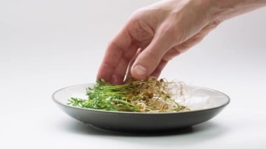 Harvesting lentils microgreen. Homegrown red lentil sprouts on white background. Male hands put mirco green shoots on the plate.