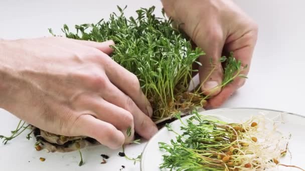 Harvesting Lentils Microgreen Homegrown Red Lentil Sprouts White Background Male — Stockvideo