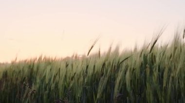 Field of wheat in morning sun rays. Sunrise on the agriculture field. The field of cereal in the summer. Green , unripe wheat ears 