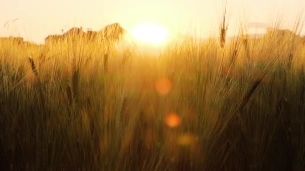 Weizenfeld Der Morgensonne Sonnenaufgang Auf Dem Feld Der Landwirtschaft Das — Stockvideo