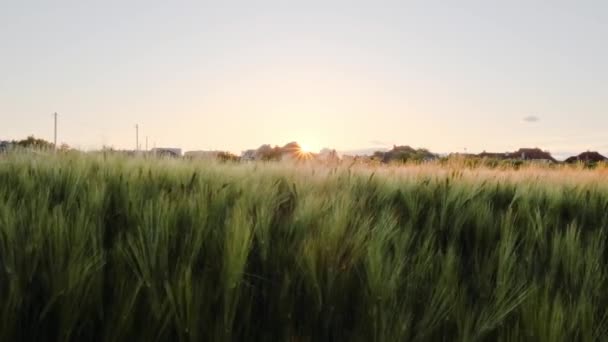 Field Wheat Morning Sun Rays Sunrise Agriculture Field Field Cereal — Vídeo de stock