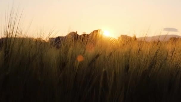 Поле Пшениці Ранкових Променях Сонця Схід Сонця Сільському Господарстві Влітку — стокове відео