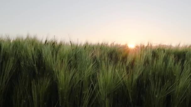 Pole Pšenice Ranních Paprscích Slunce Východ Slunce Zemědělském Poli Oblasti — Stock video