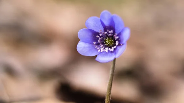 Violet liverwort flowers in the forest close up. Spring blooming flowers sprouted from autumn dry leaves. Blossoming flowers in european forest. Violet Hepatica nobilis, Anemone hepatica or Liverleaf