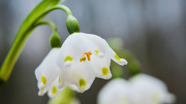 在森林里 春天的初春雪花花也叫落叶百合或白花 春花紧闭 在欧洲的森林里剥落雪花 — 图库照片