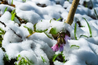 Karla kaplı akciğer otu çiçekleri. Pulmonaria officinalis olarak bilinen akciğerotu, yaygın akciğer otu, Mary 'nin gözyaşları veya Meryem Ana' nın süt damlası. Açan ilkbahar kır çiçekleri