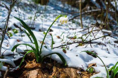 İlkbahar kar tanesi çiçekleri ayrıca, karla kaplı zambak ya da löcojum vernum olarak da adlandırılır. Kar yağdıktan sonra bahar çiçekleri açar. Avrupa ormanlarında çiçek açan kar taneleri
