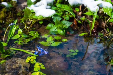 Scilla bifolia, alp balığı ya da su kenarındaki iki yapraklı Squill çiçekleri. Su deresinde kır çiçekleri açıyor. Avrupa Ormanı 'nda gelişmekte olan Squill.