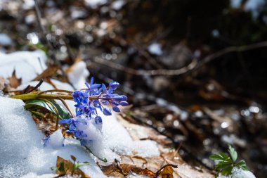 Squill ya da wood squill mavi çiçekler bahar karı altında filizlenir. Scilla bifolia, alp balığı ya da iki yapraklı ciyaklama. Ormandaki ilk bahar çiçekleri
