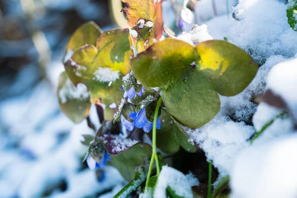 Печёночная Анемония Известная Печёночное Сусло Почечное Сусло Цветы Копейки Снегом — стоковое фото