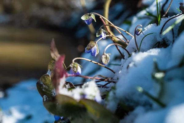 Anemone Hepatica Also Called Liverwort Kidneywort Pennywort Flowers Snow Violet — Stock Photo, Image