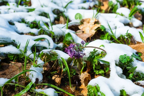 Fumewort Flowers Covered Snow Close Corydalis Solida Plant Also Called — Stock Photo, Image