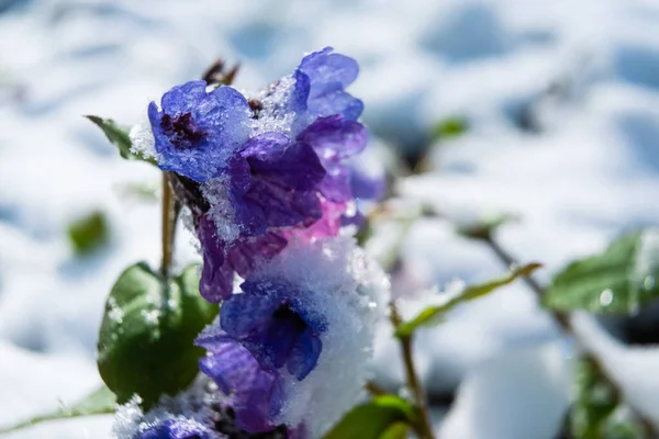 Lungwort Flowers Covered Snow Close Pulmonaria Officinalis Known Lungwort Common — Stock Photo, Image