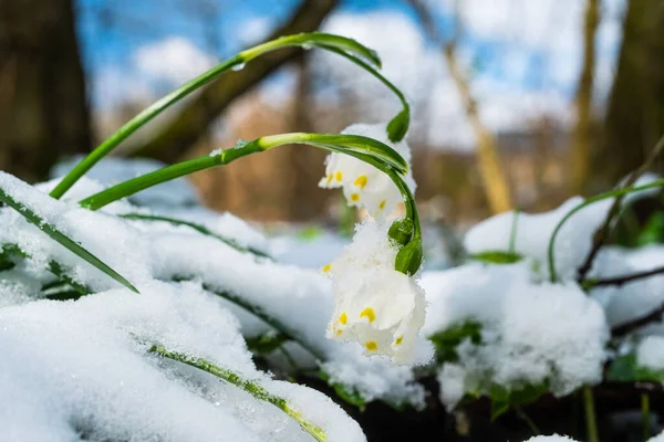 Spring Snowflake Flowers Also Called Loddon Lily Leucojum Vernum Covered — Stock Photo, Image