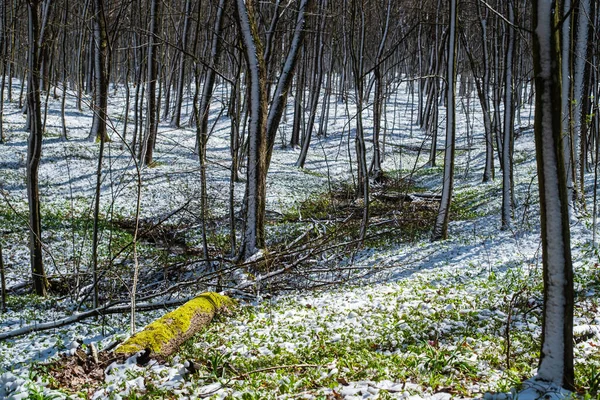 Frühlingswald Nach Dem Schneefall Frühling Wald Grünes Gras Blumen Und — Stockfoto