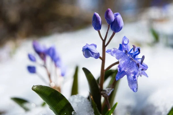 Squill Wood Squill Blue Flowers Sprout Spring Snow Scilla Bifolia — Stock Photo, Image