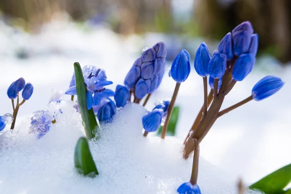 Squill Wood Squill Blue Flowers Sprout Spring Snow Scilla Bifolia — Stock Photo, Image