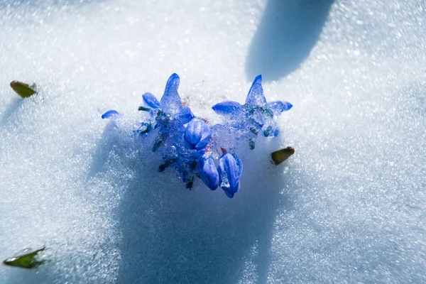 Unter Dem Frühlingsschnee Sprießen Schiel Oder Holzschielblumen Scilla Bifolia Der — Stockfoto